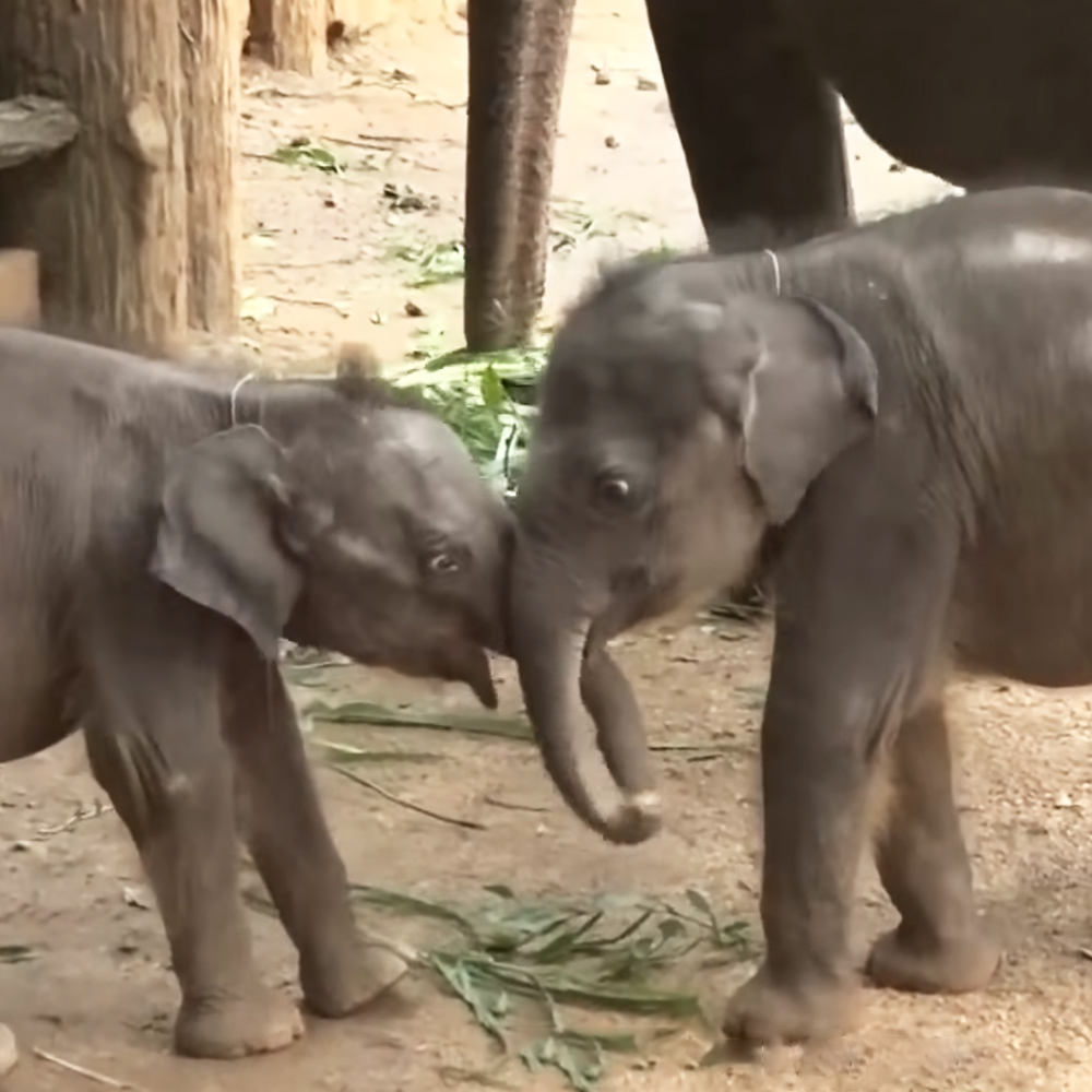Twin baby elephants
