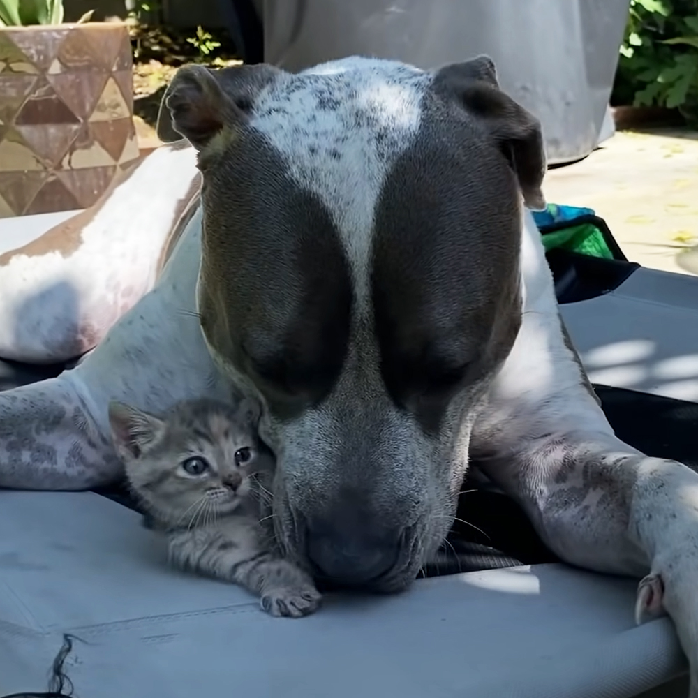 Pitbull and kitten