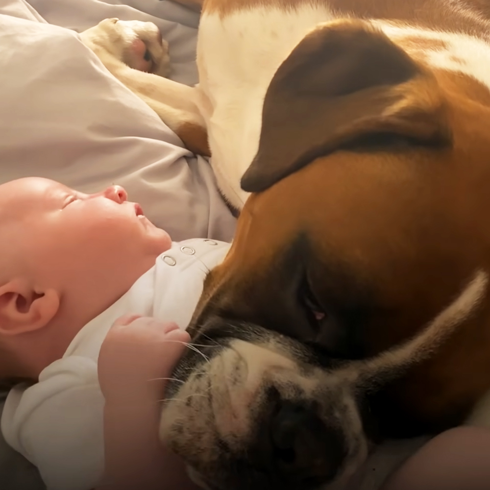 Boxer dog and baby