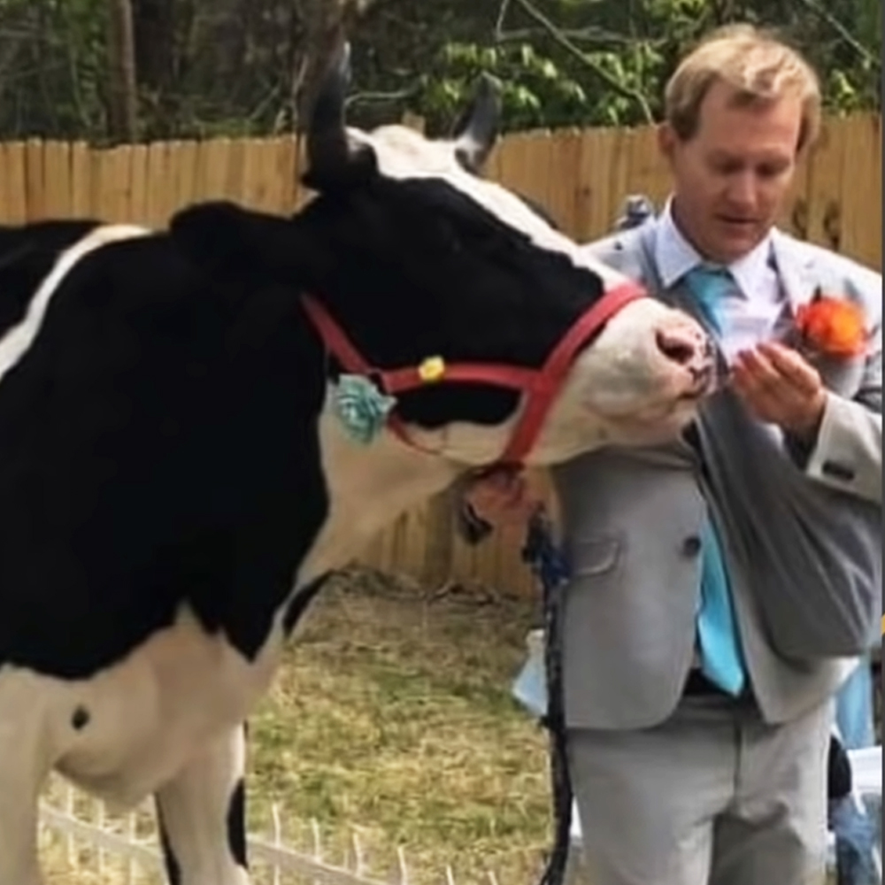 Cow with owner