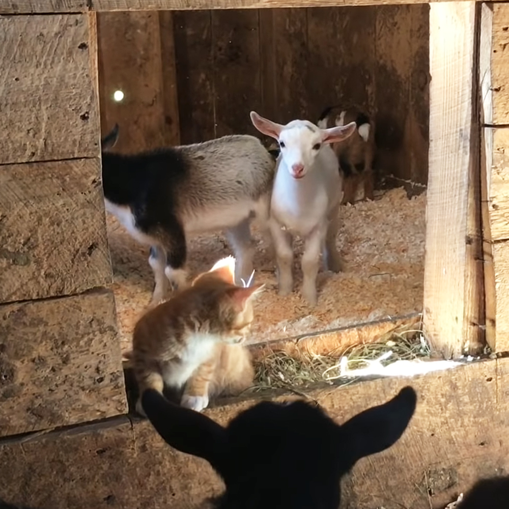 Goat herd and barn kittens