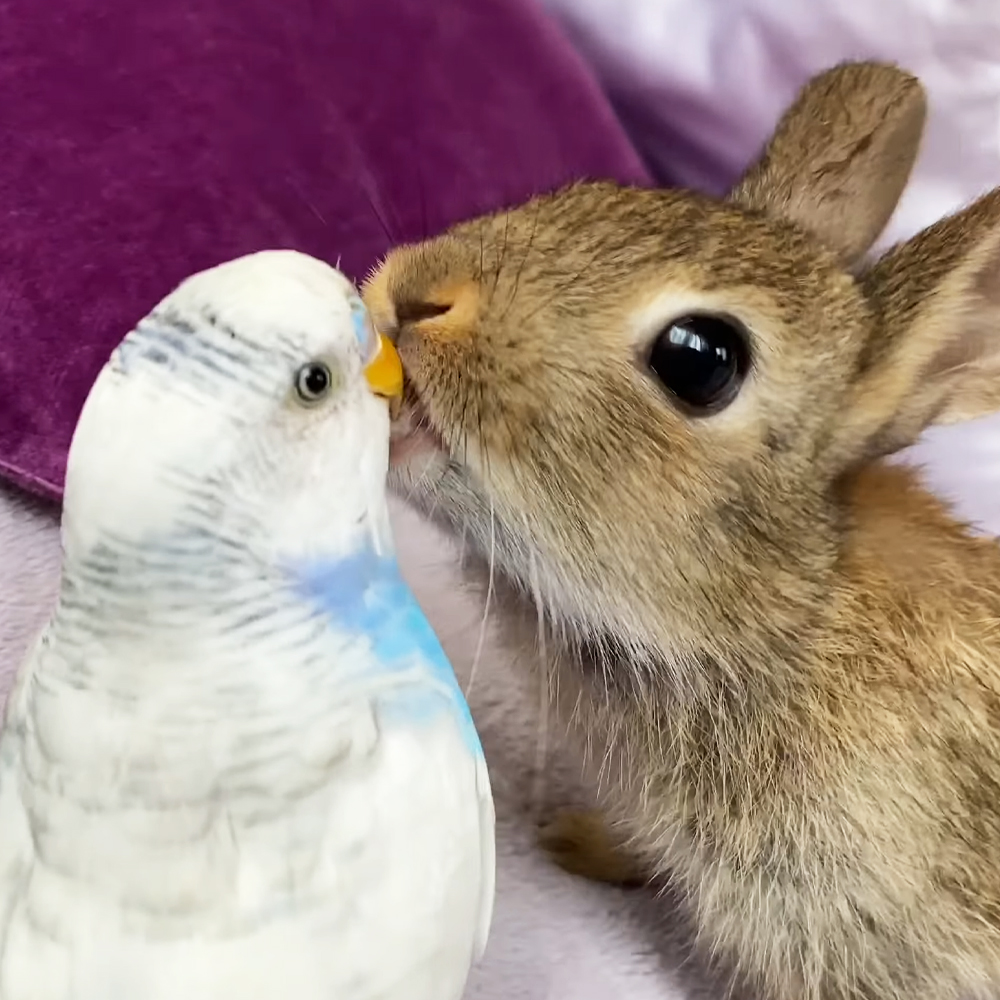 Baby bunnies and budgie