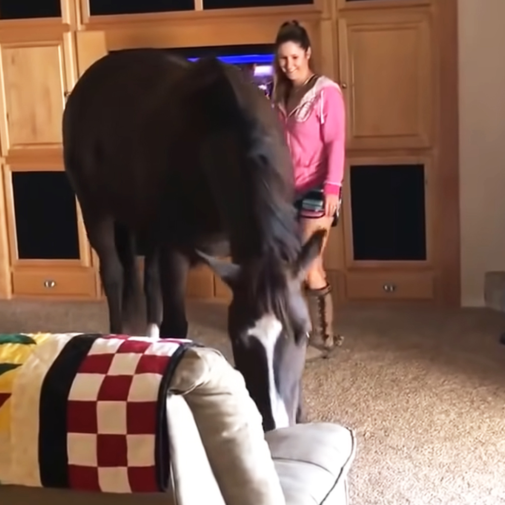 Horse inside living room