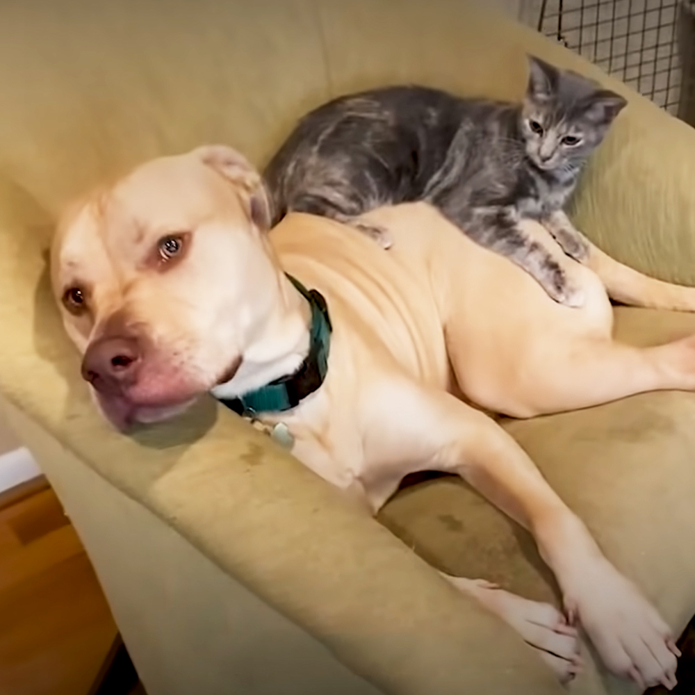 Pit Bull and rescued kitten