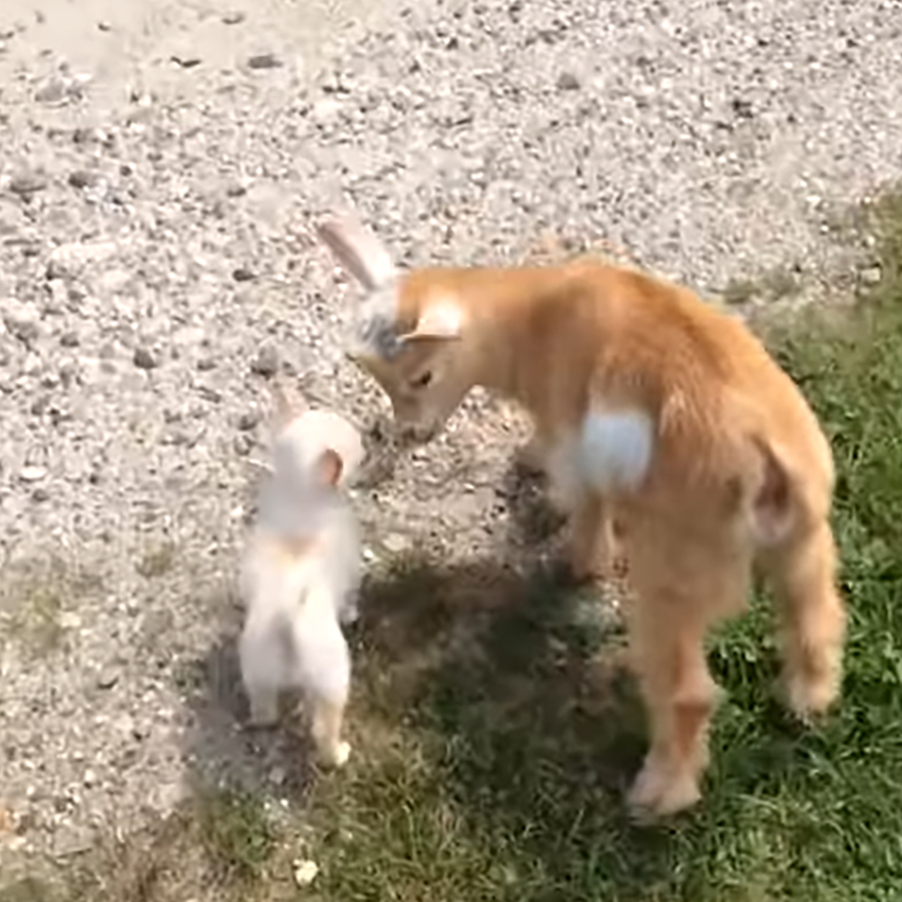 Tiny farm dog and goat