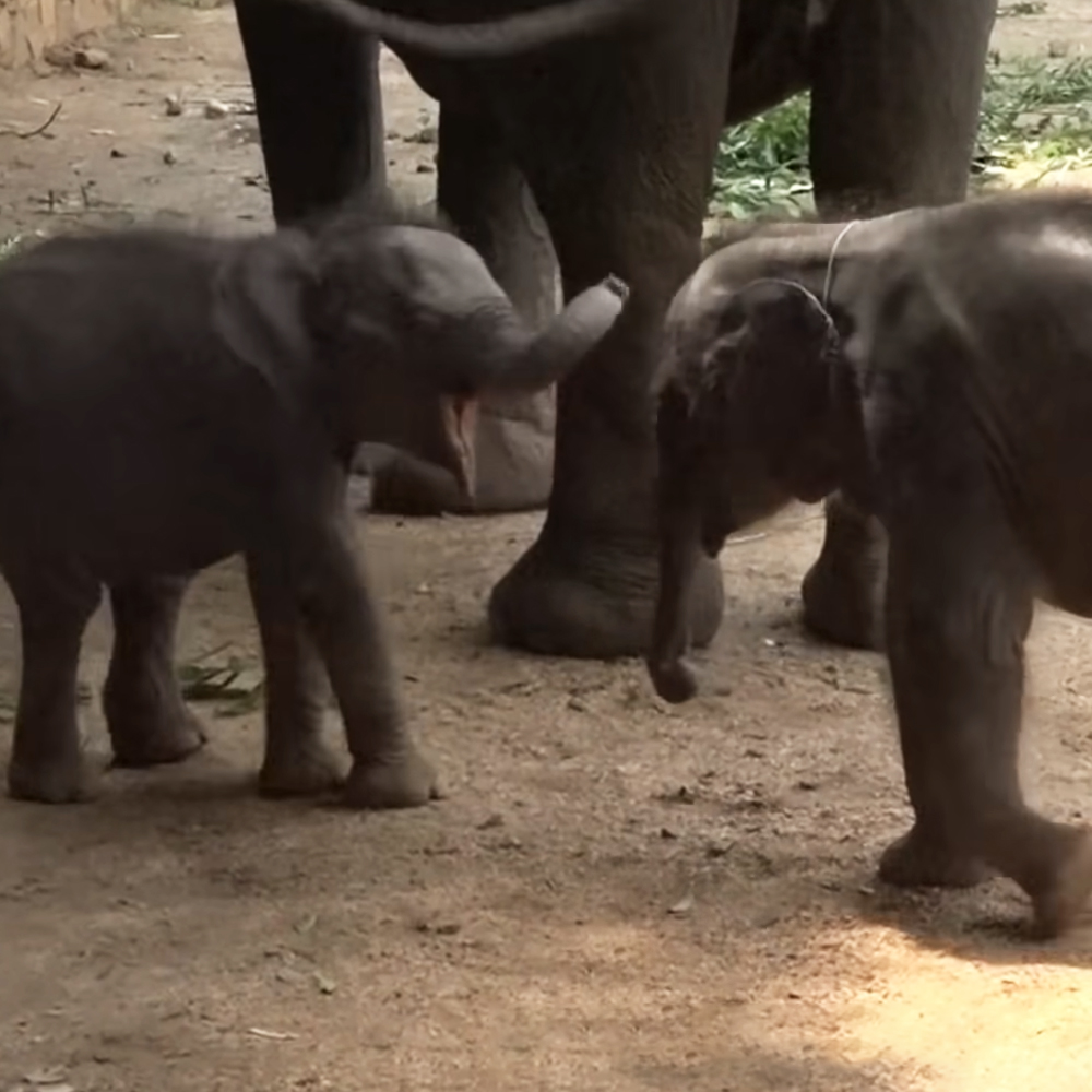 Twin baby elephants