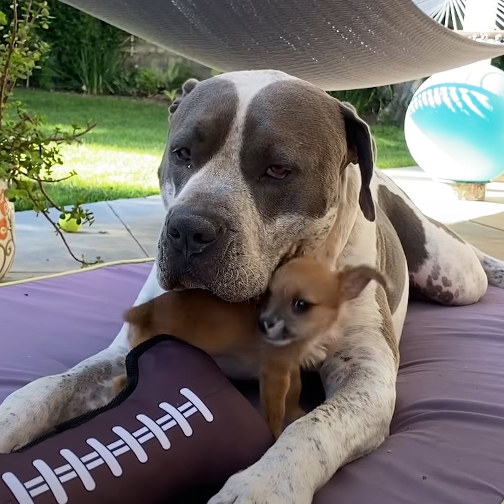 Pitbull and puppy