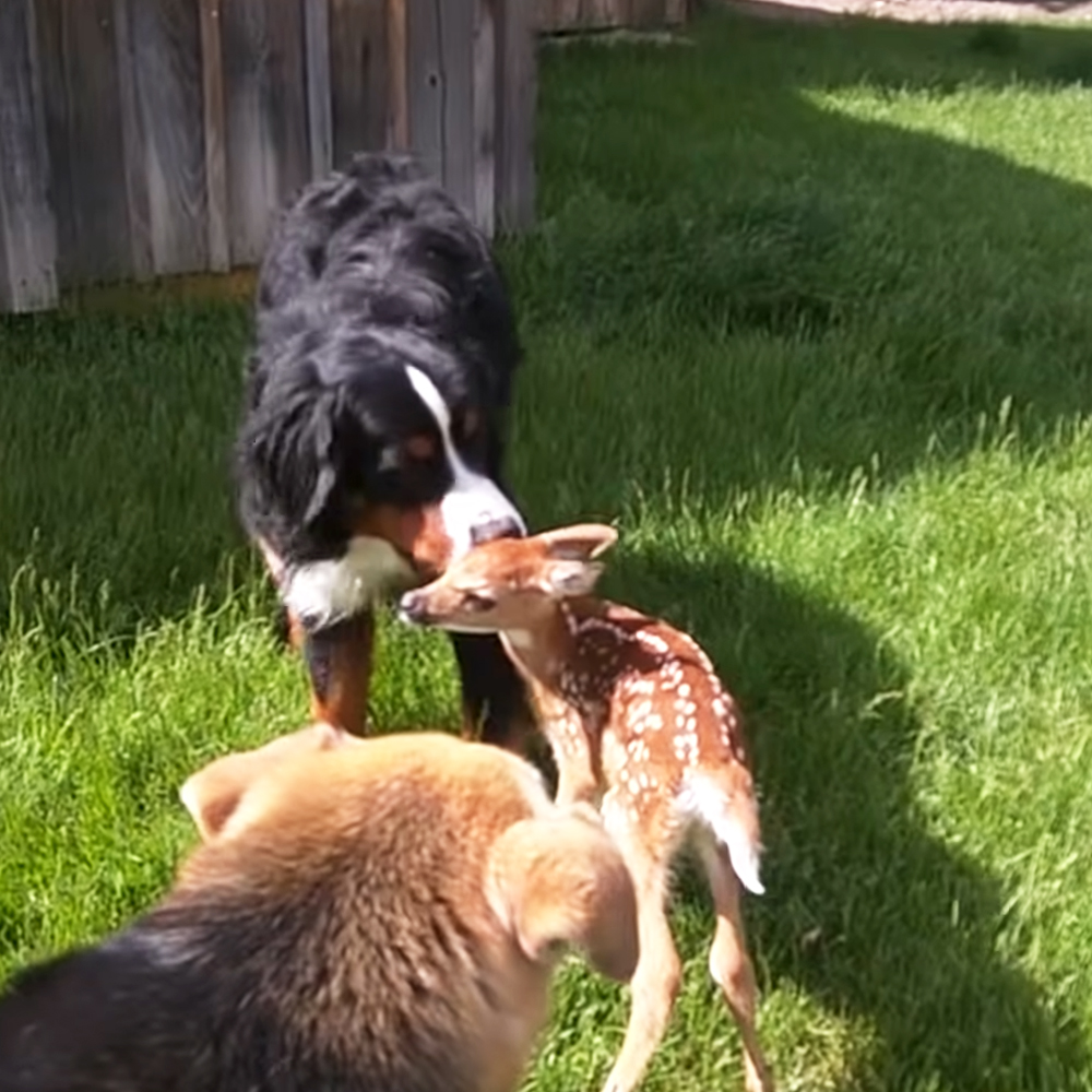Baby deer and Bernese Mountain dog