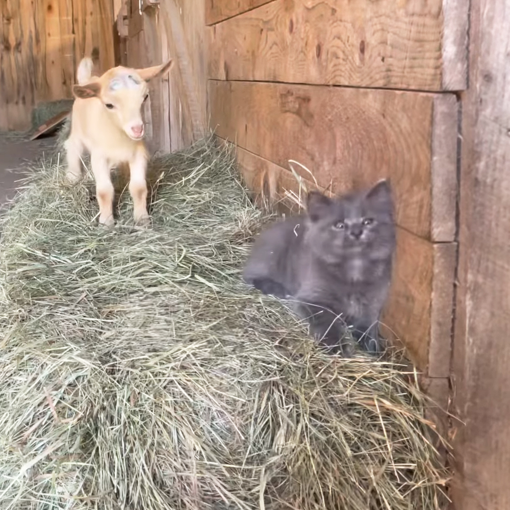kitten and baby goat