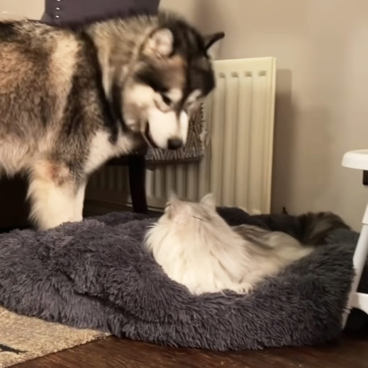 Fearless cat steals Giant Husky’s bed and refuses to budge - Madly Odd!