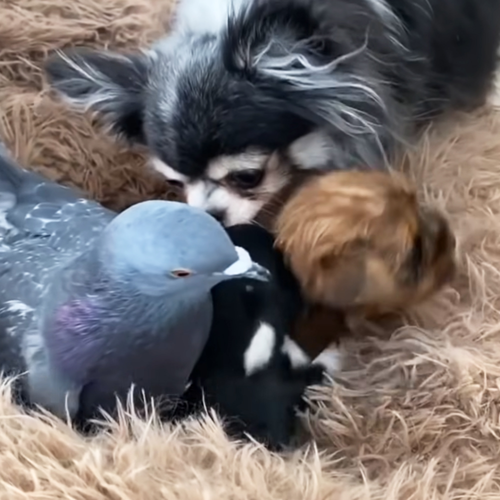 Pigeon and puppies