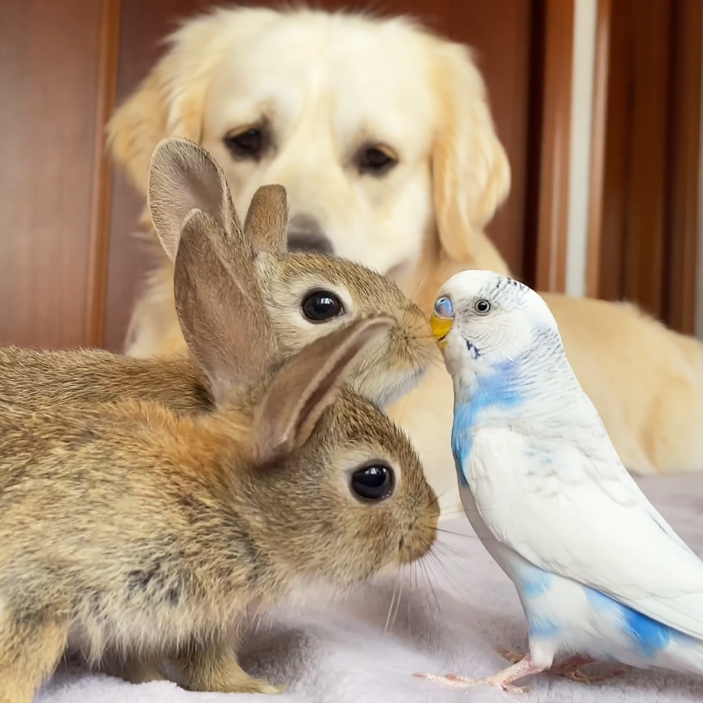 Golden Retriever, baby bunnies and budgie