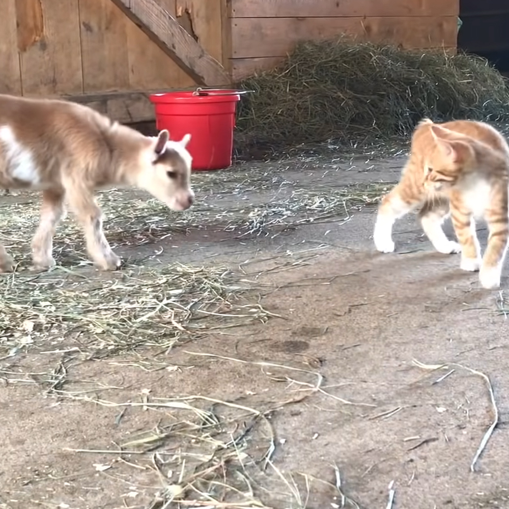 Baby goat and barn kitten