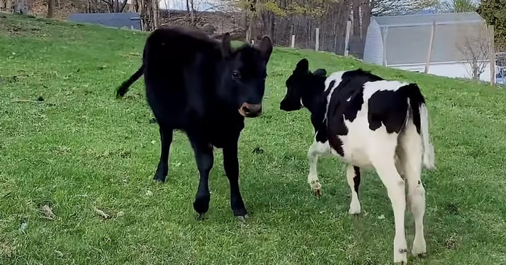 Baby cows