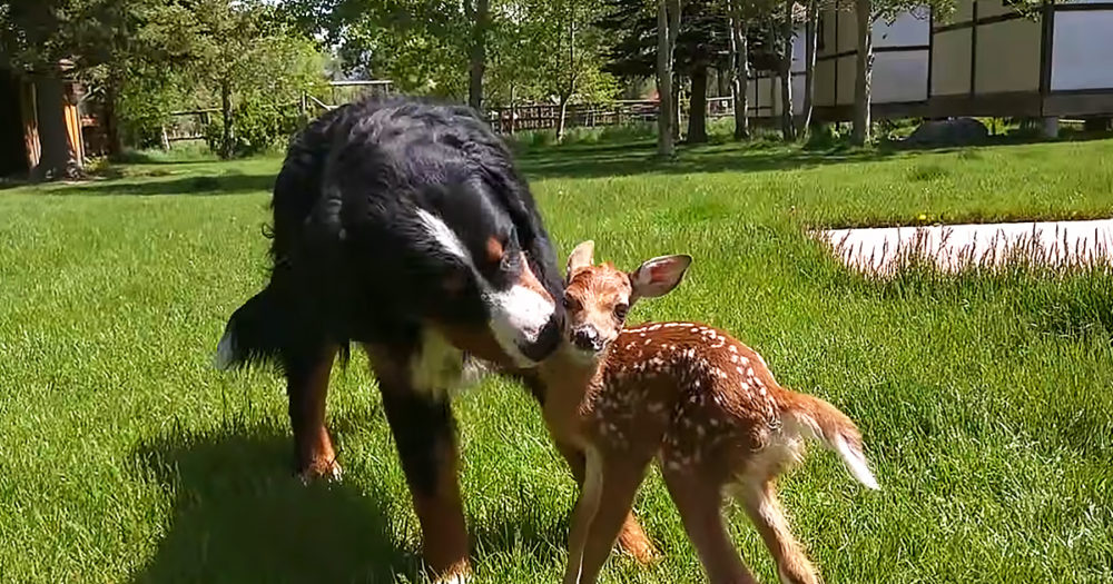 Baby deer and Bernese Mountain dog