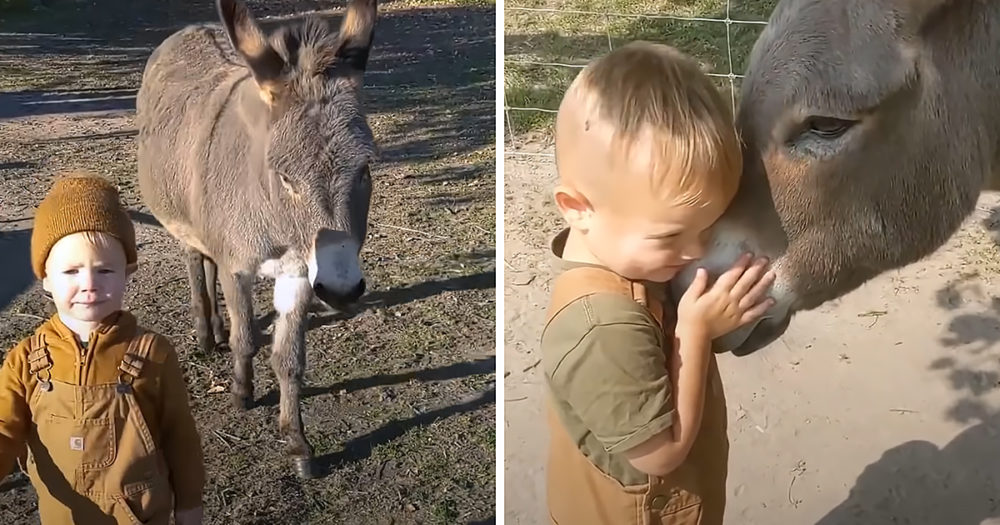 Donkey with baby
