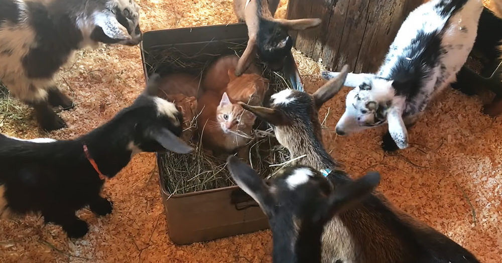 Goat herd and barn kittens