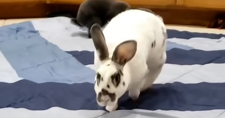 Adorable bunny