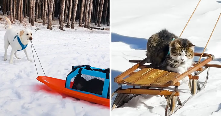 Dog pulls cat around in sled