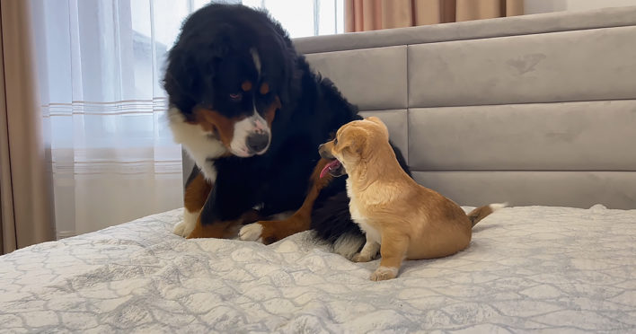 Giant dog meets tiny puppy for the first time, and the results are ...