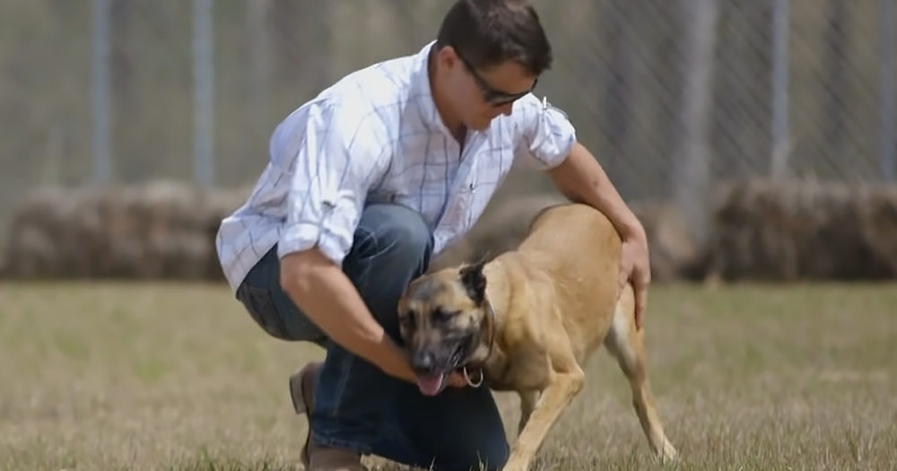 Military dog with man