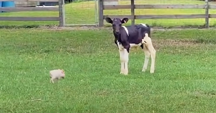 Tiny piglet and baby cow