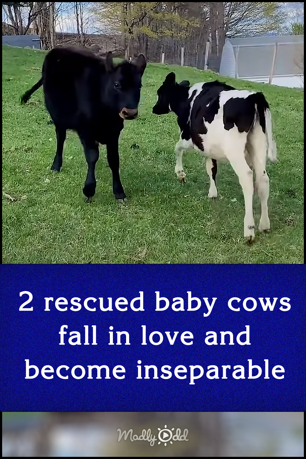 2 rescued cows fall in love and become inseparable