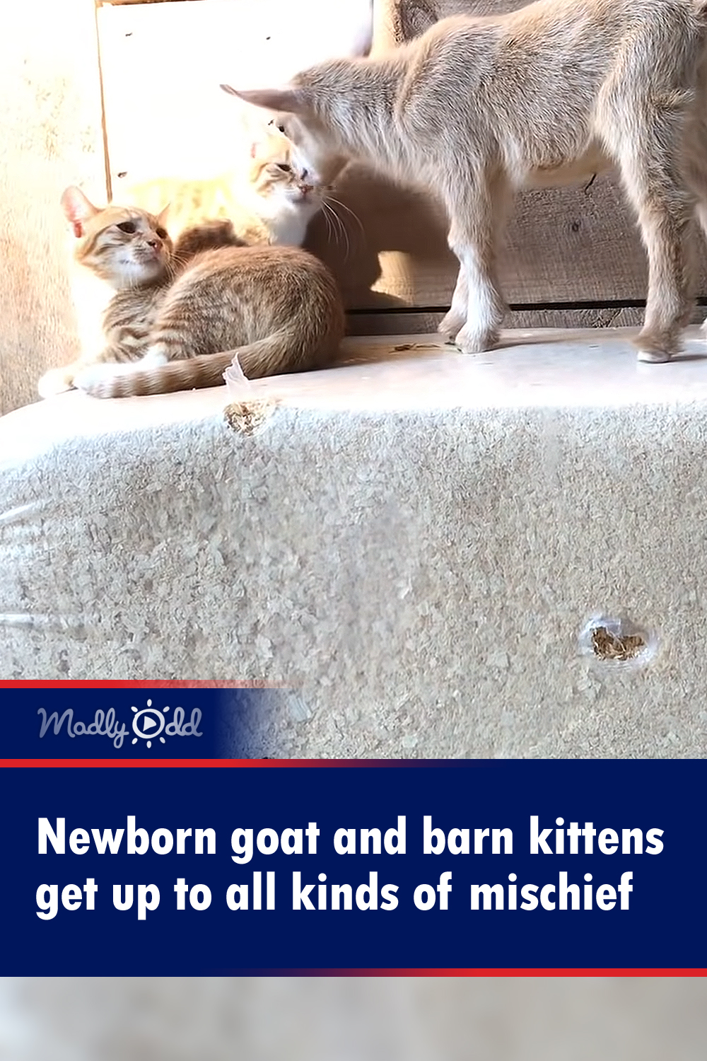 Newborn goat and barn kittens get up to all kinds of mischief