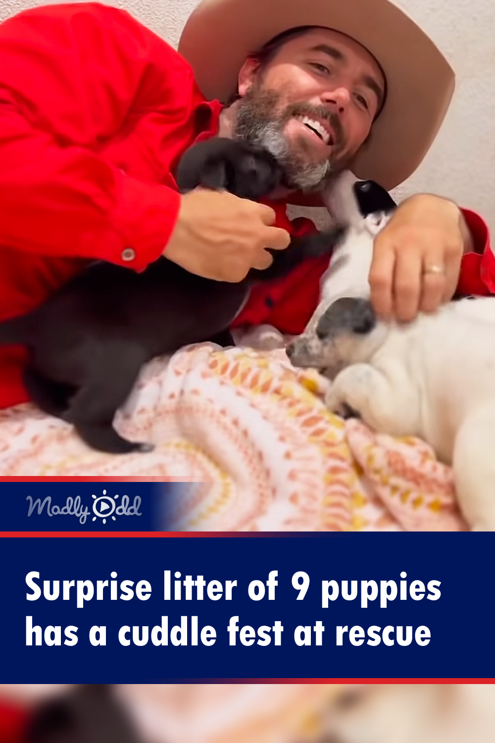 Surprise litter of 9 puppies has a cuddle fest at rescue
