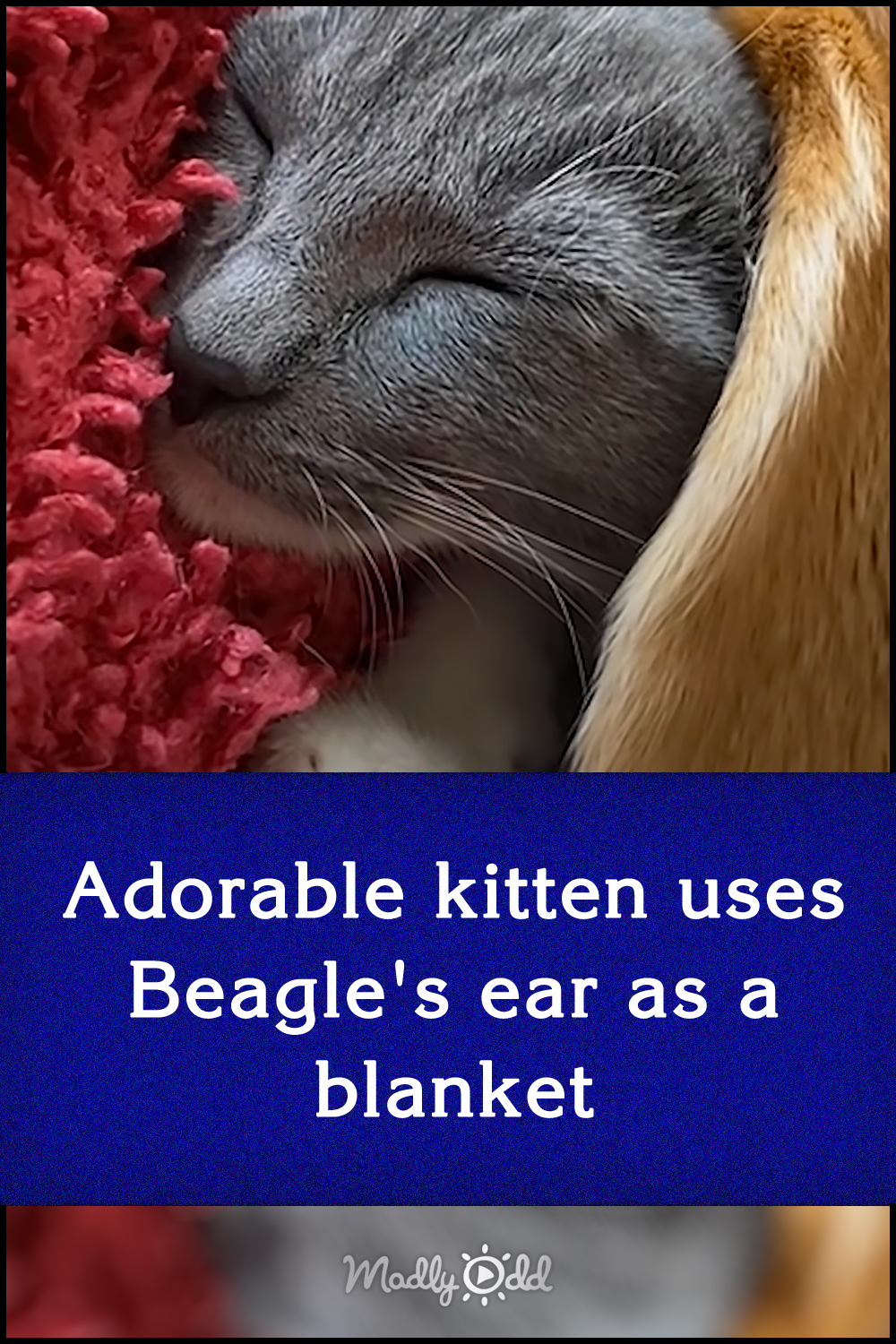 Adorable kitten uses Beagle\'s ear as a blanket