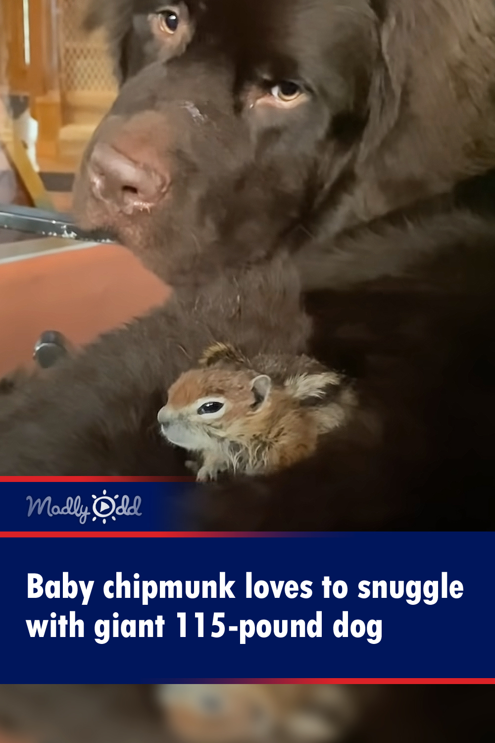 Baby chipmunk loves to snuggle with giant 115-pound dog
