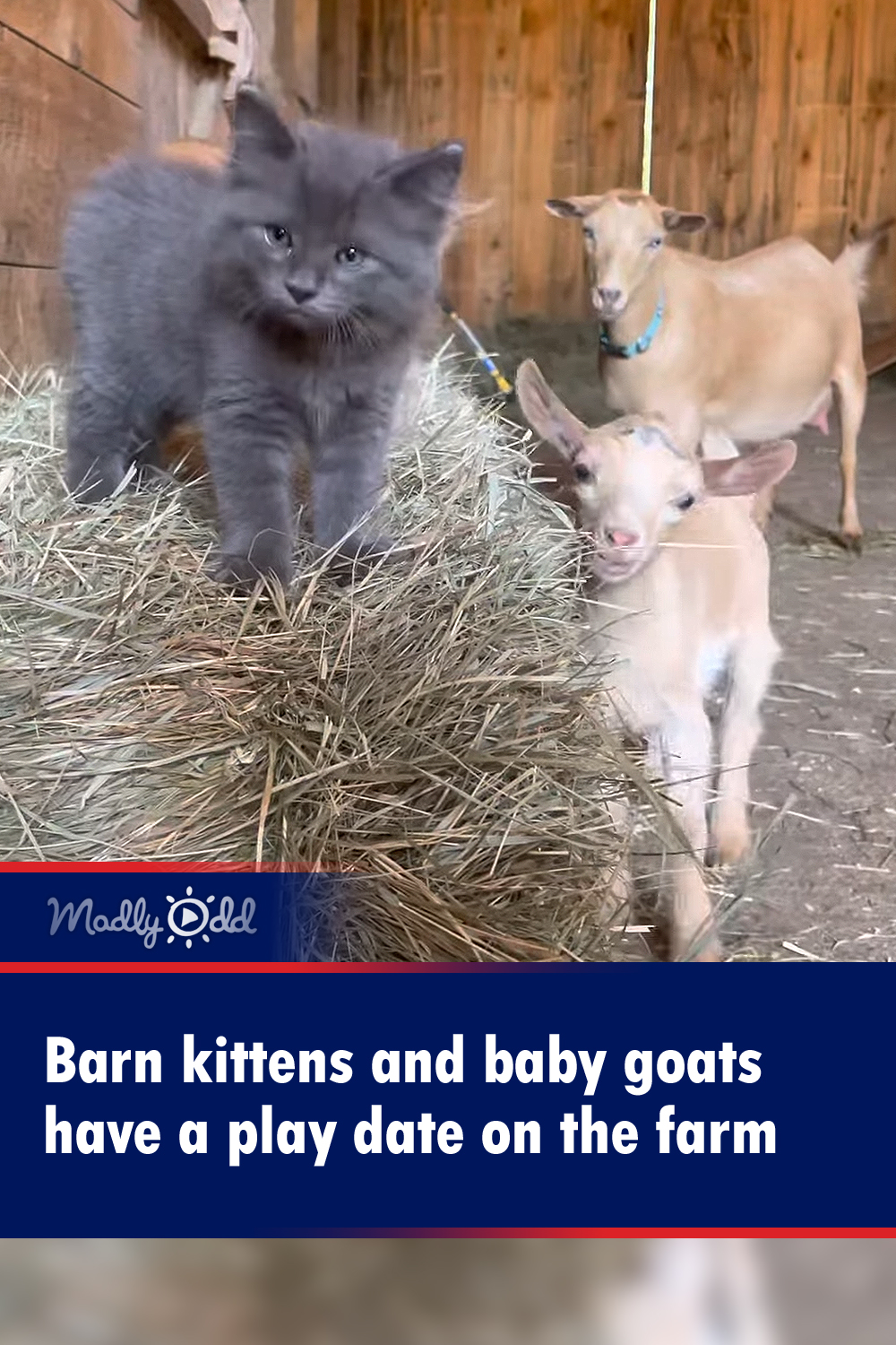 Barn kittens and baby goats have a play date on the farm