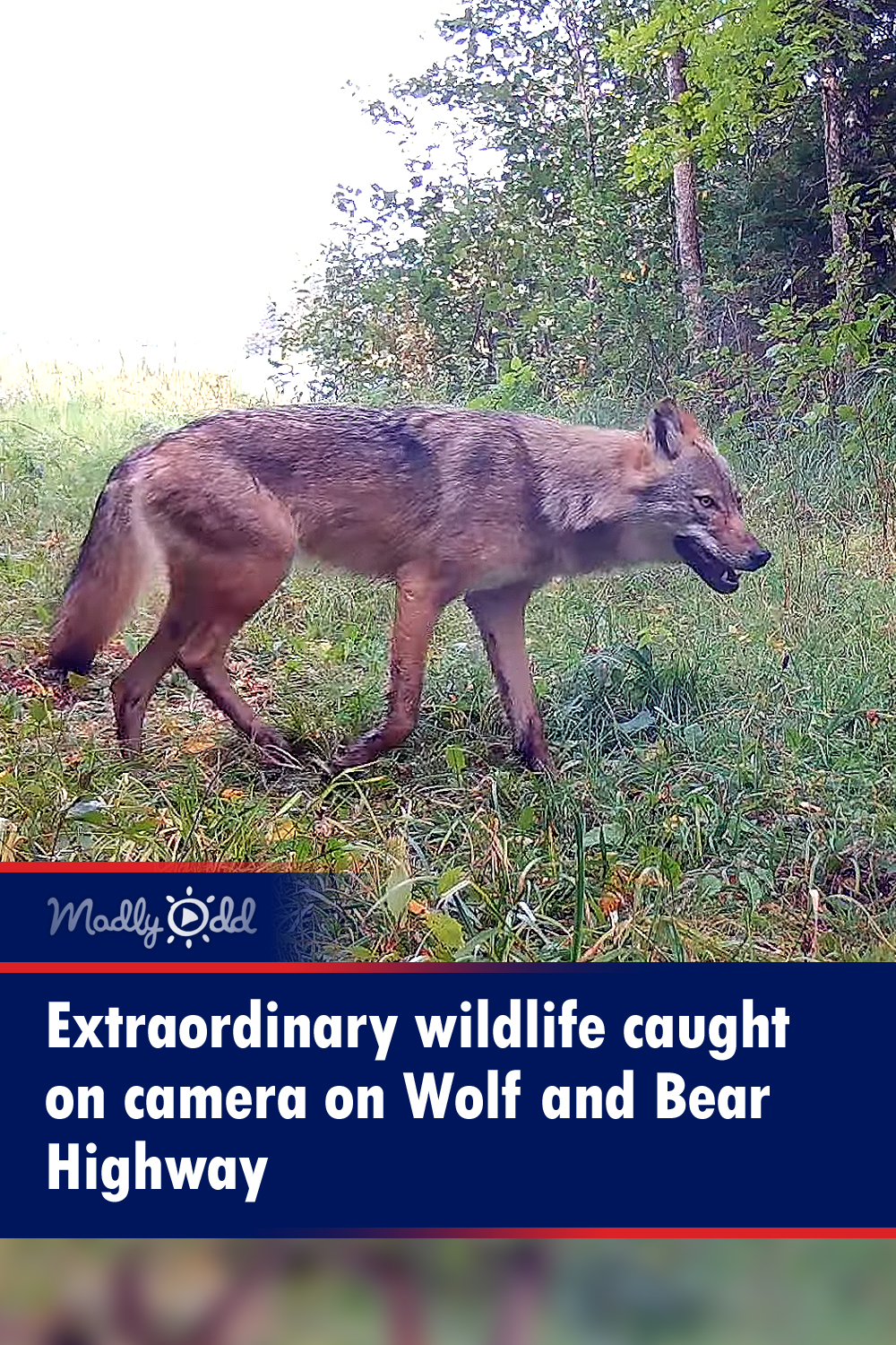 Extraordinary wildlife caught on camera on Wolf and Bear Highway