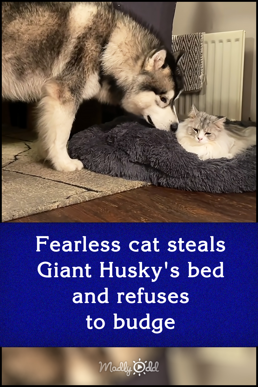 Fearless cat steals Giant Husky\'s bed and refuses to budge