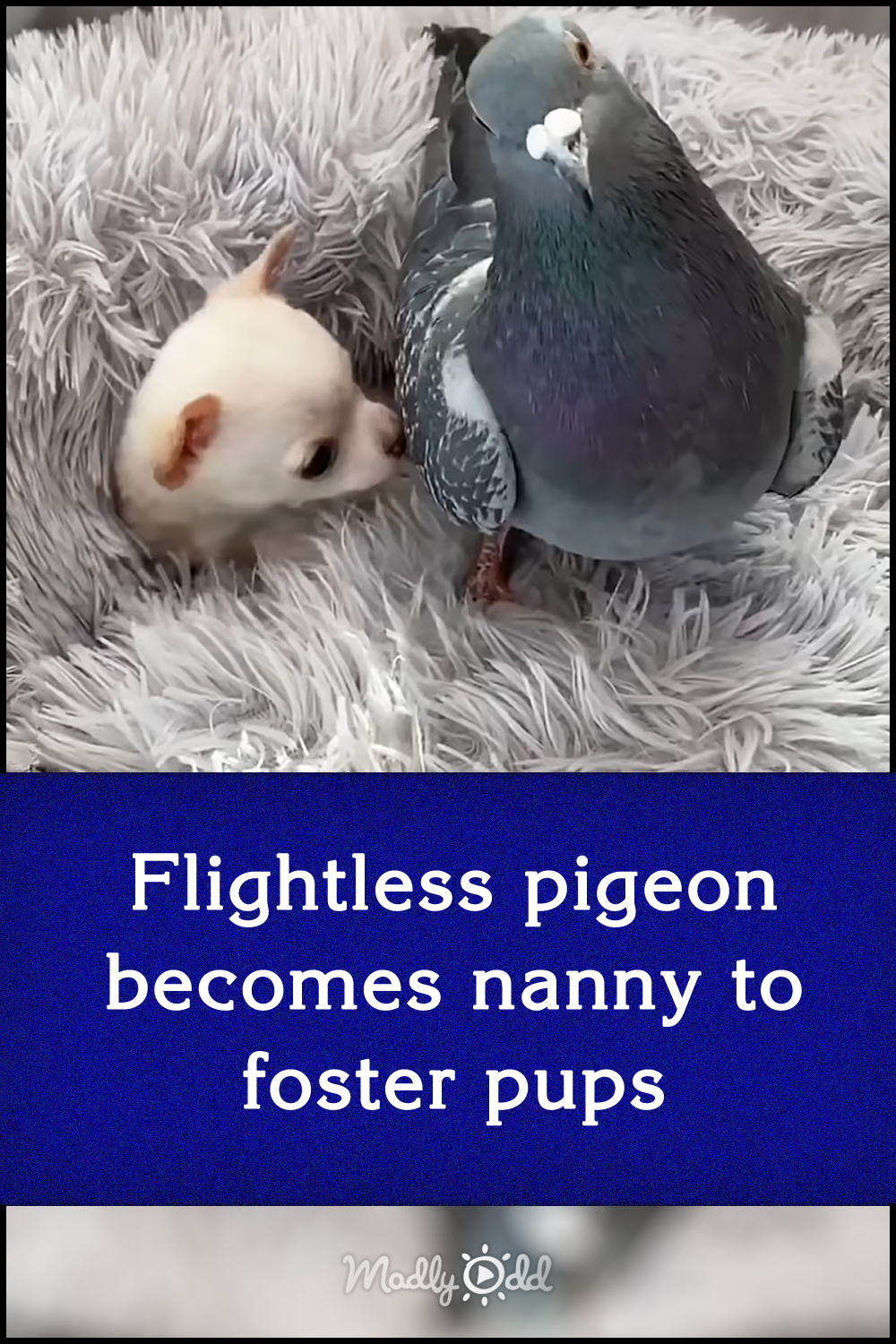 Flightless pigeon becomes nanny to foster pups