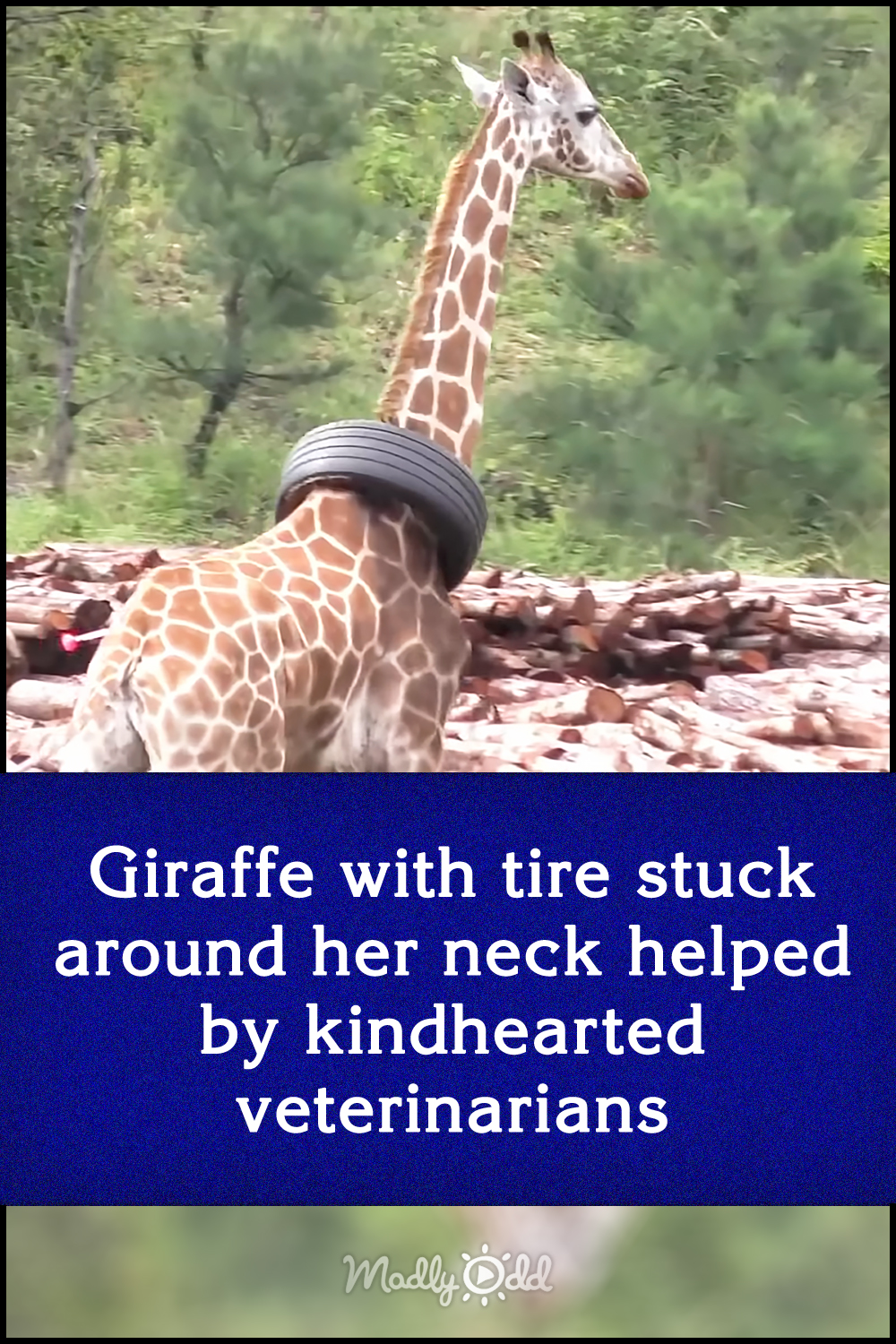 Giraffe with tire stuck around her neck helped by kindhearted veterinarians