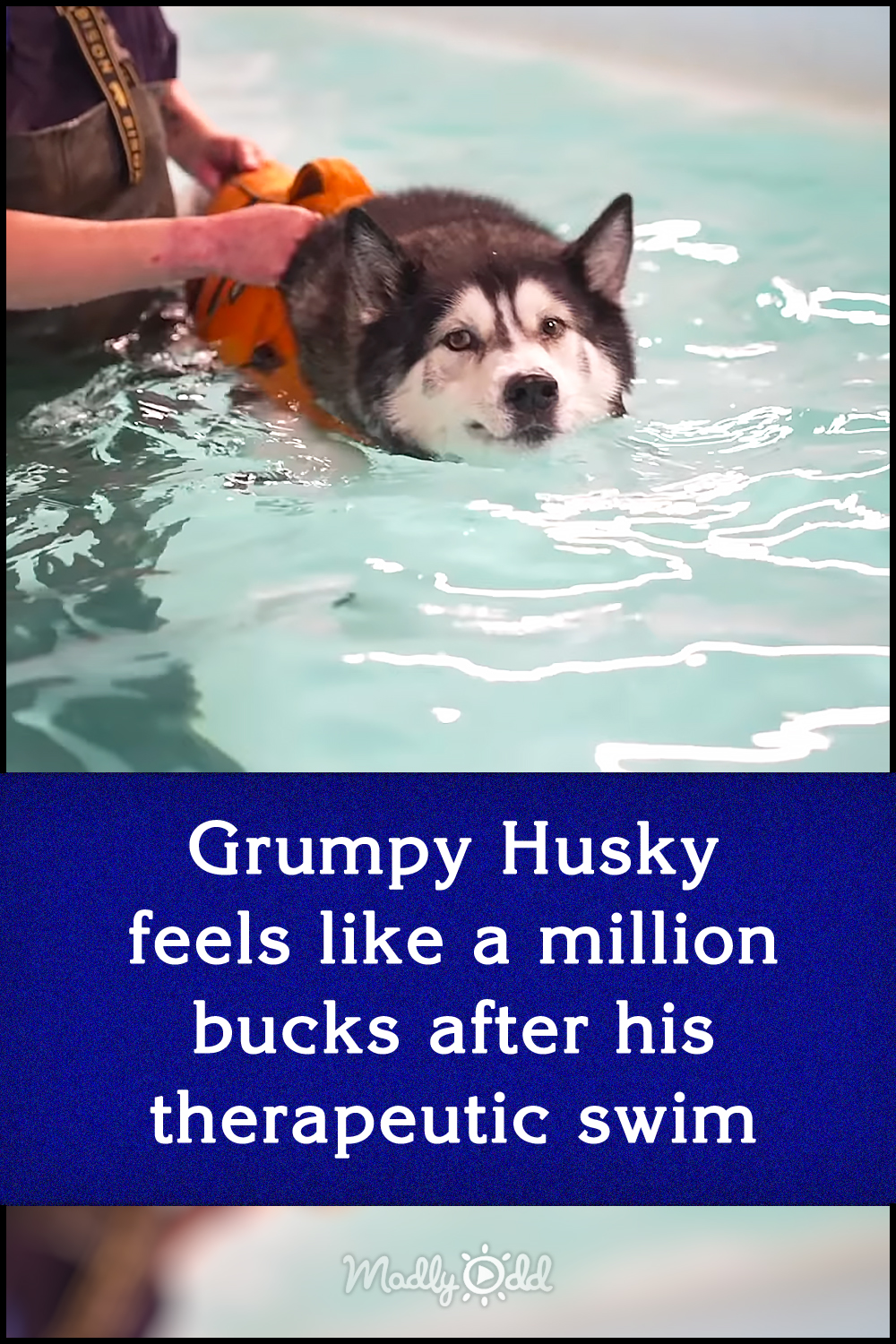Grumpy Husky feels like a million bucks after his therapeutic swim