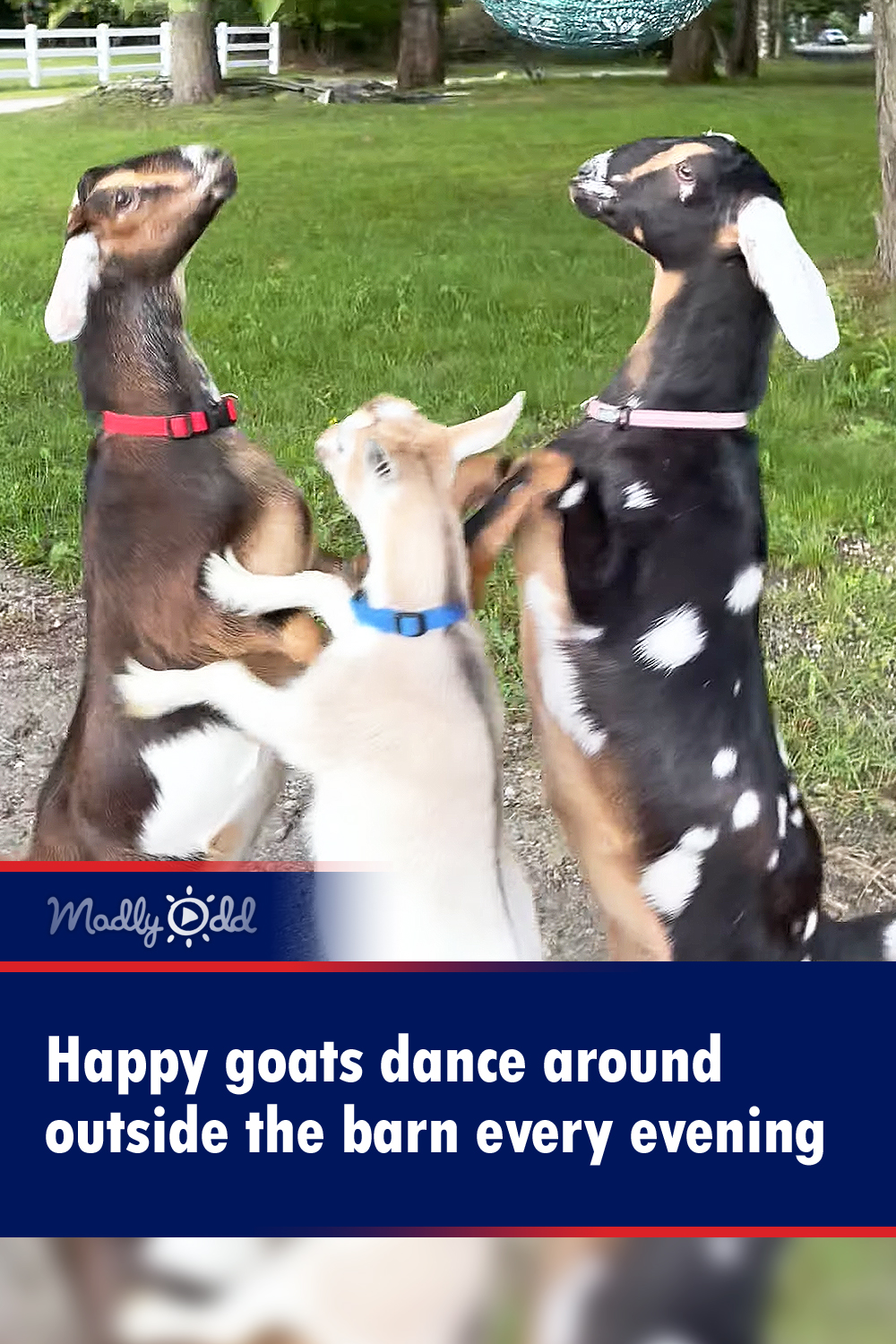 Happy goats dance around outside the barn every evening