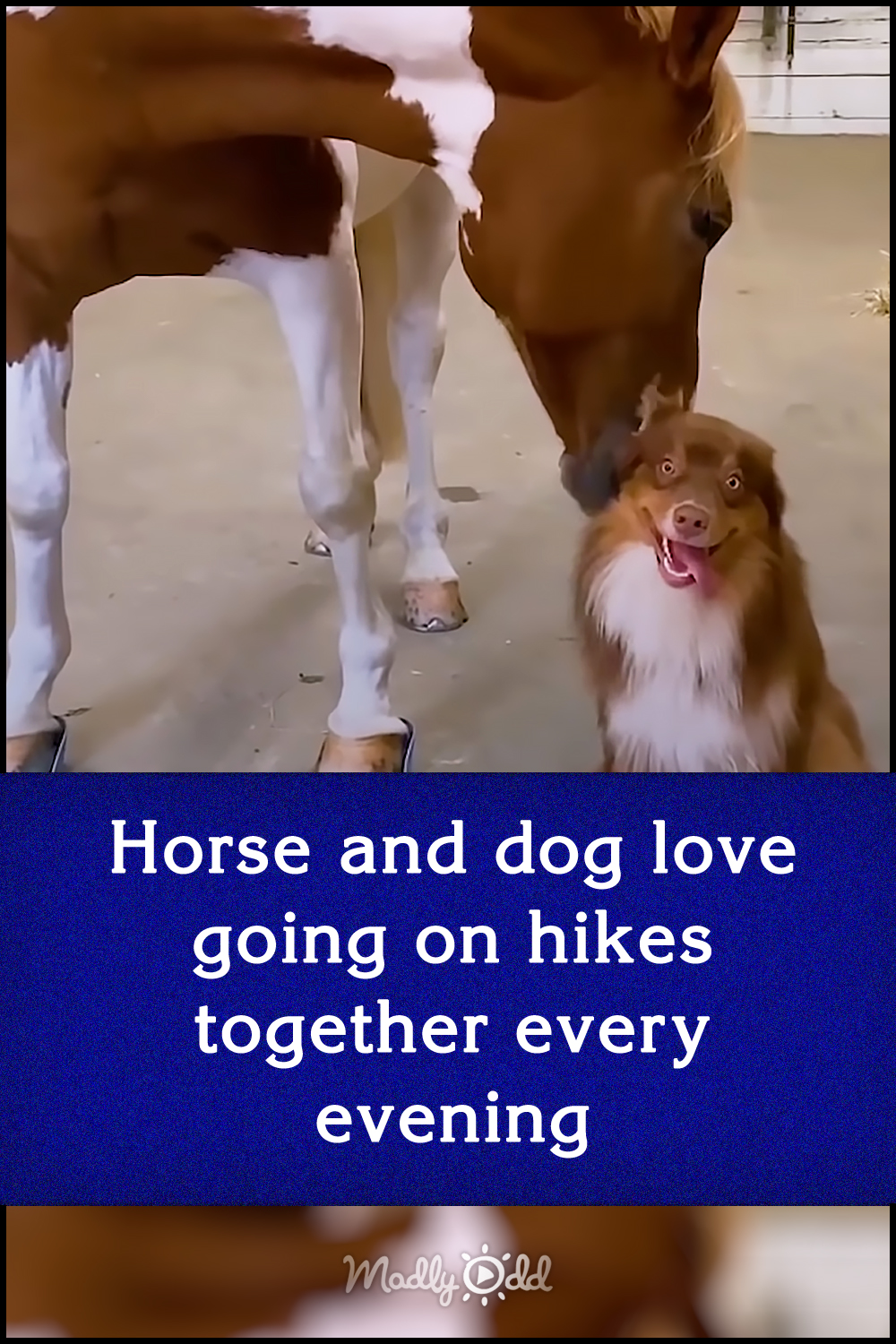 Horse and dog love going on hikes together every evening