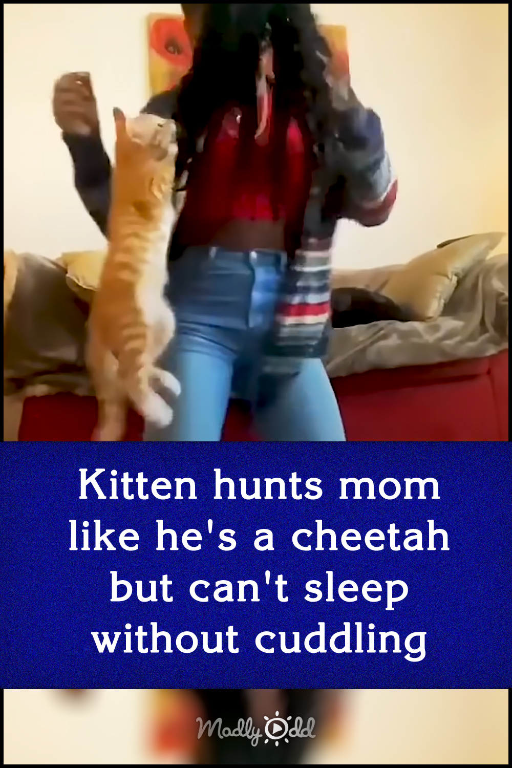Kitten hunts mom like he\'s a cheetah but can\'t sleep without cuddling