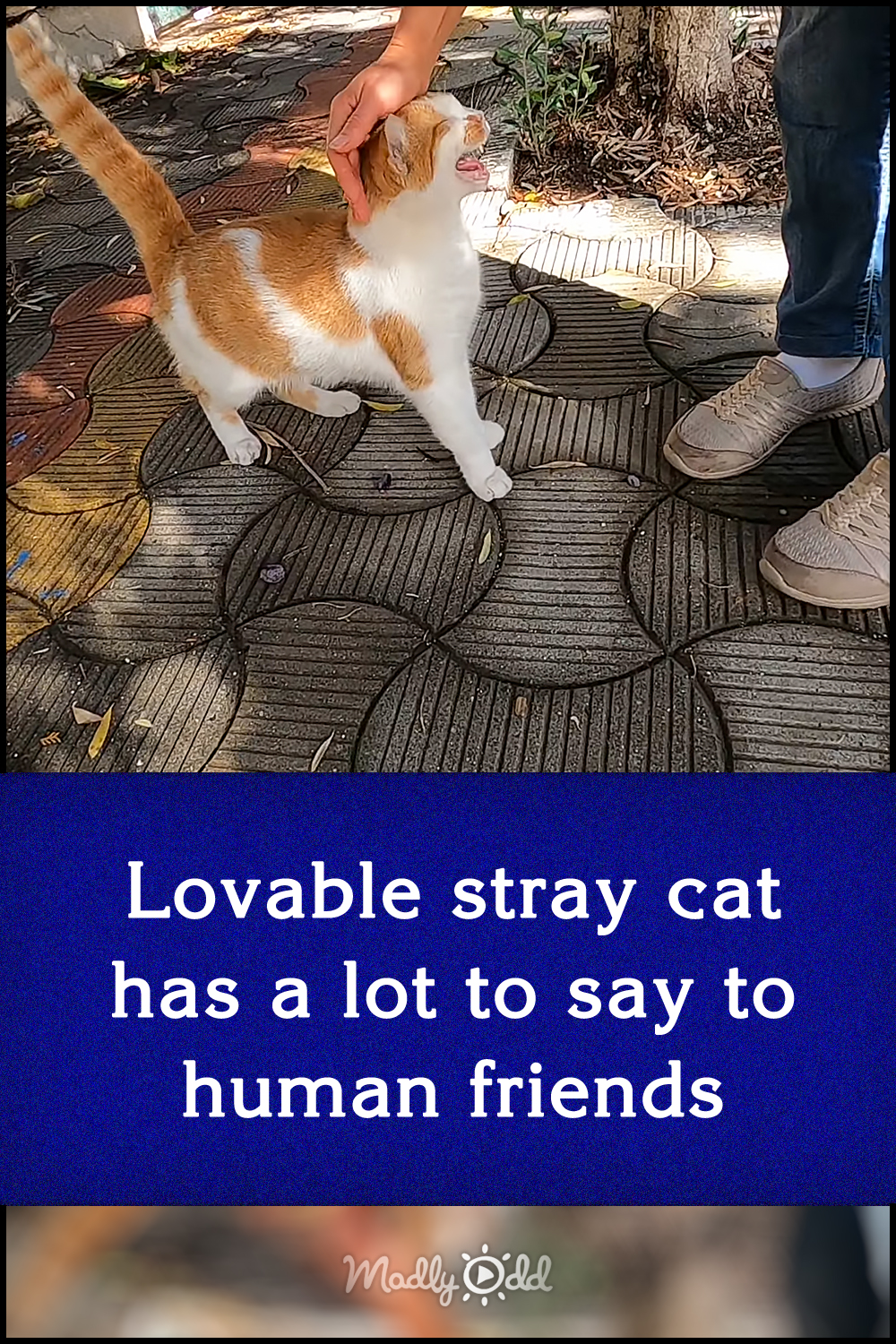 Lovable stray cat has a lot to say to human friends