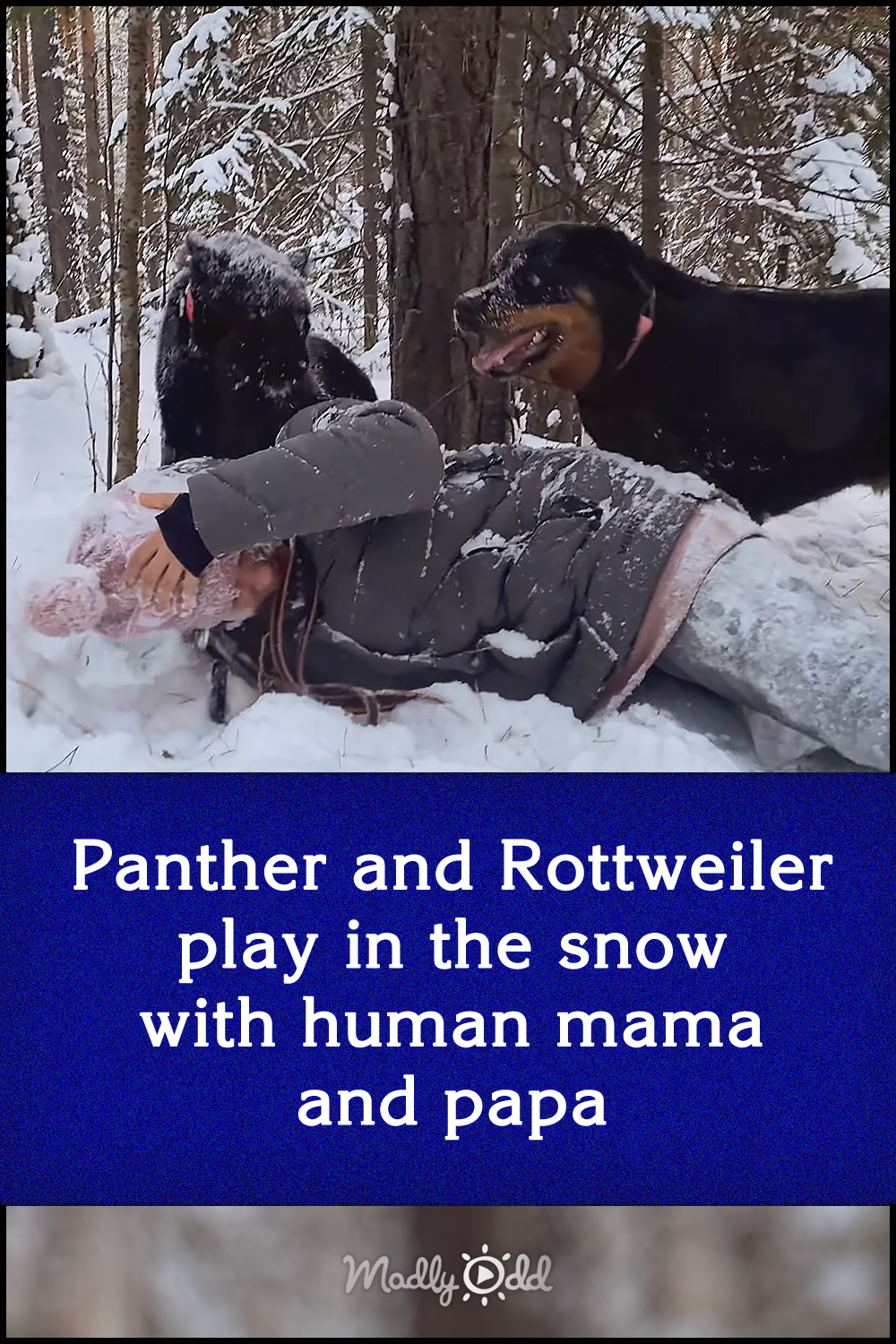 Panther and Rottweiler play in the snow with human mama and papa