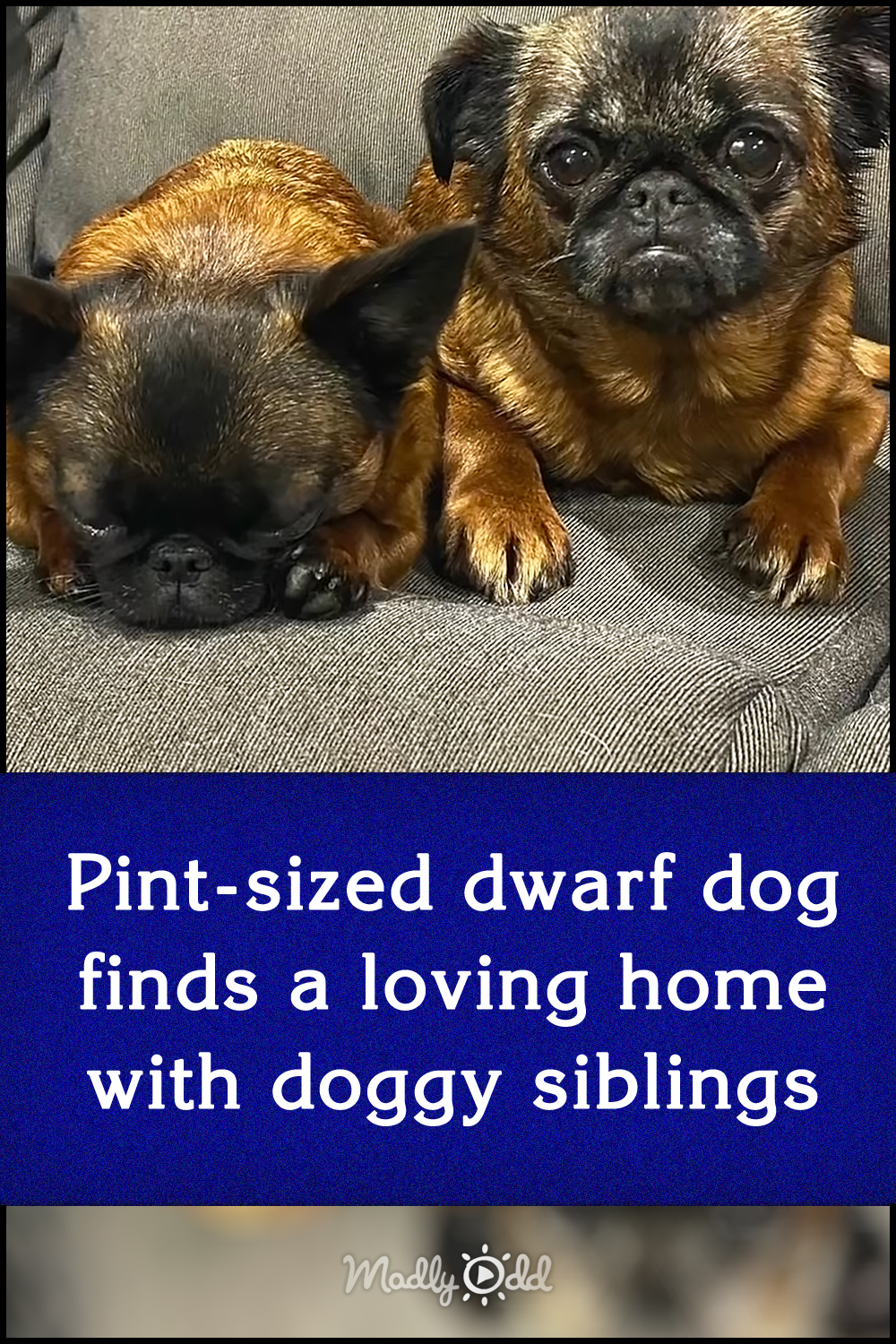 Pint-sized dwarf dog finds a loving home with doggy siblings