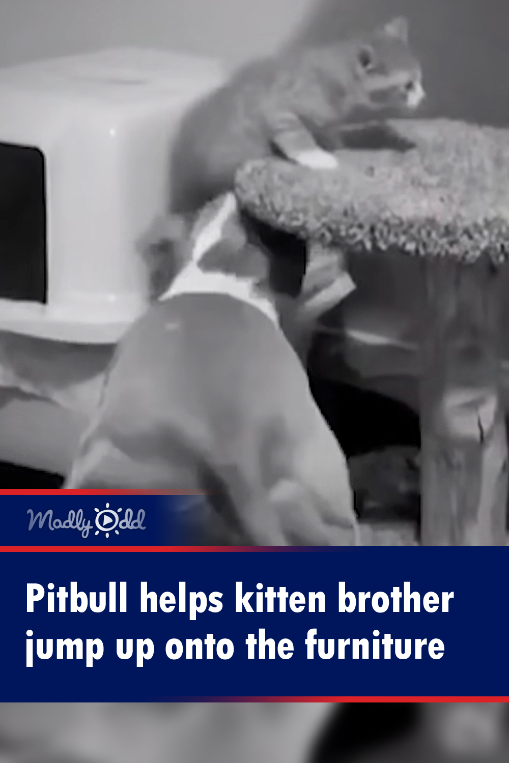 Pitbull helps kitten brother jump up onto the furniture