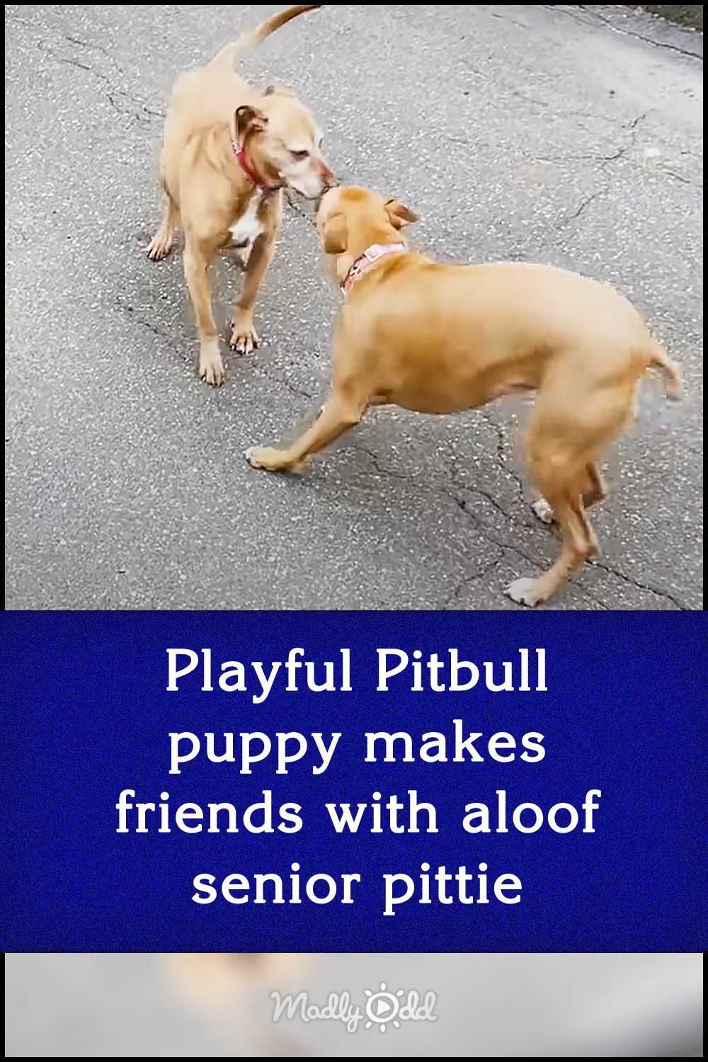 Playful Pitbull puppy makes friends with aloof senior pittie