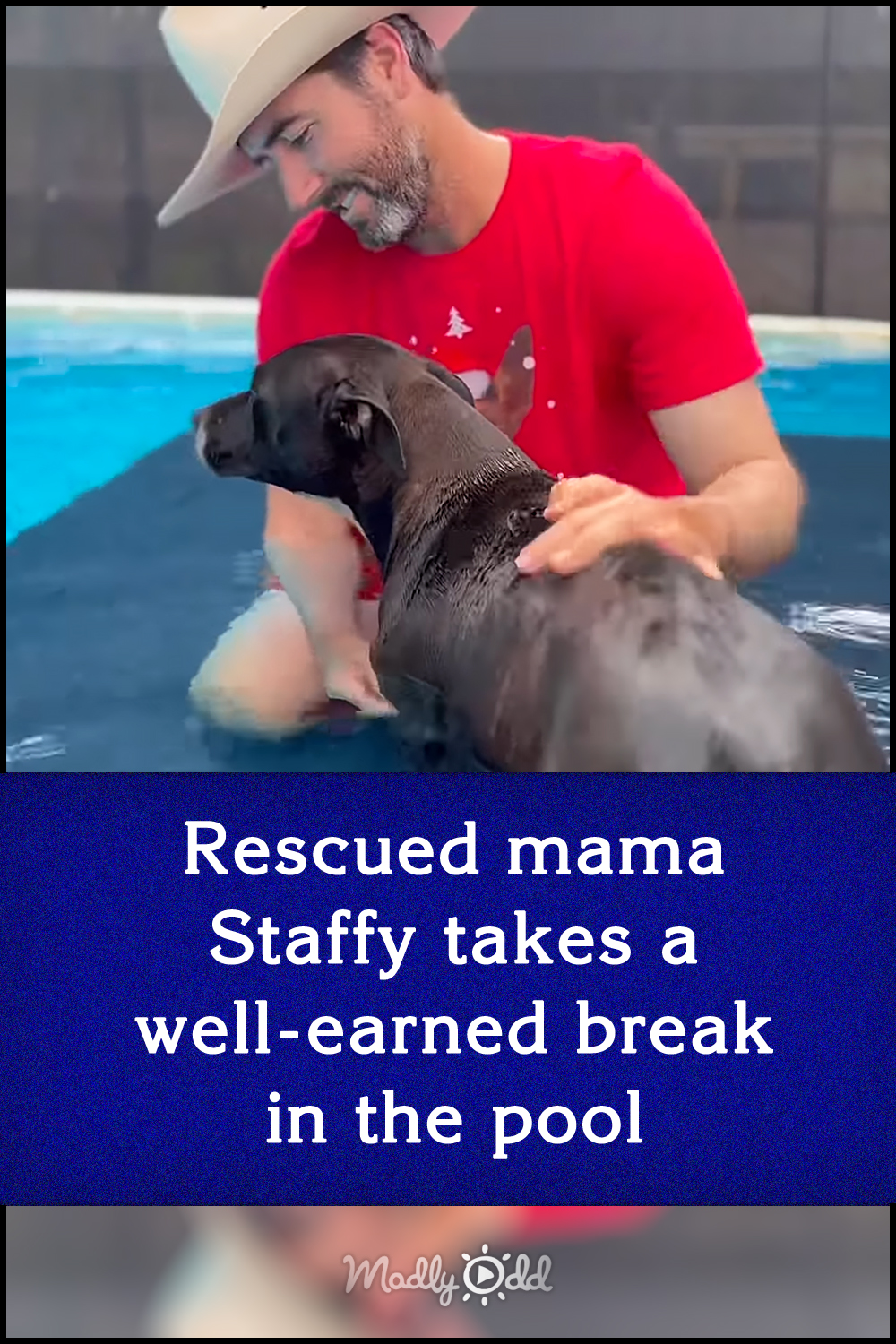 Rescued mama Staffy takes a well-earned break in the pool