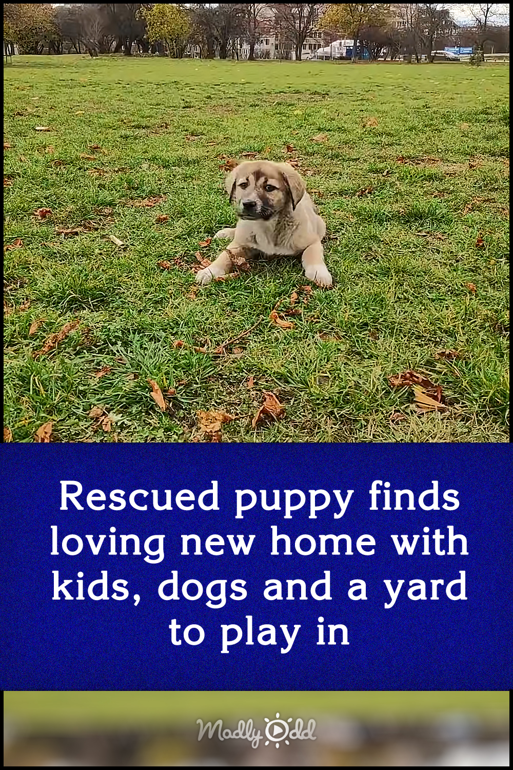 Rescued puppy finds loving new home with kids, dogs and a yard to play in