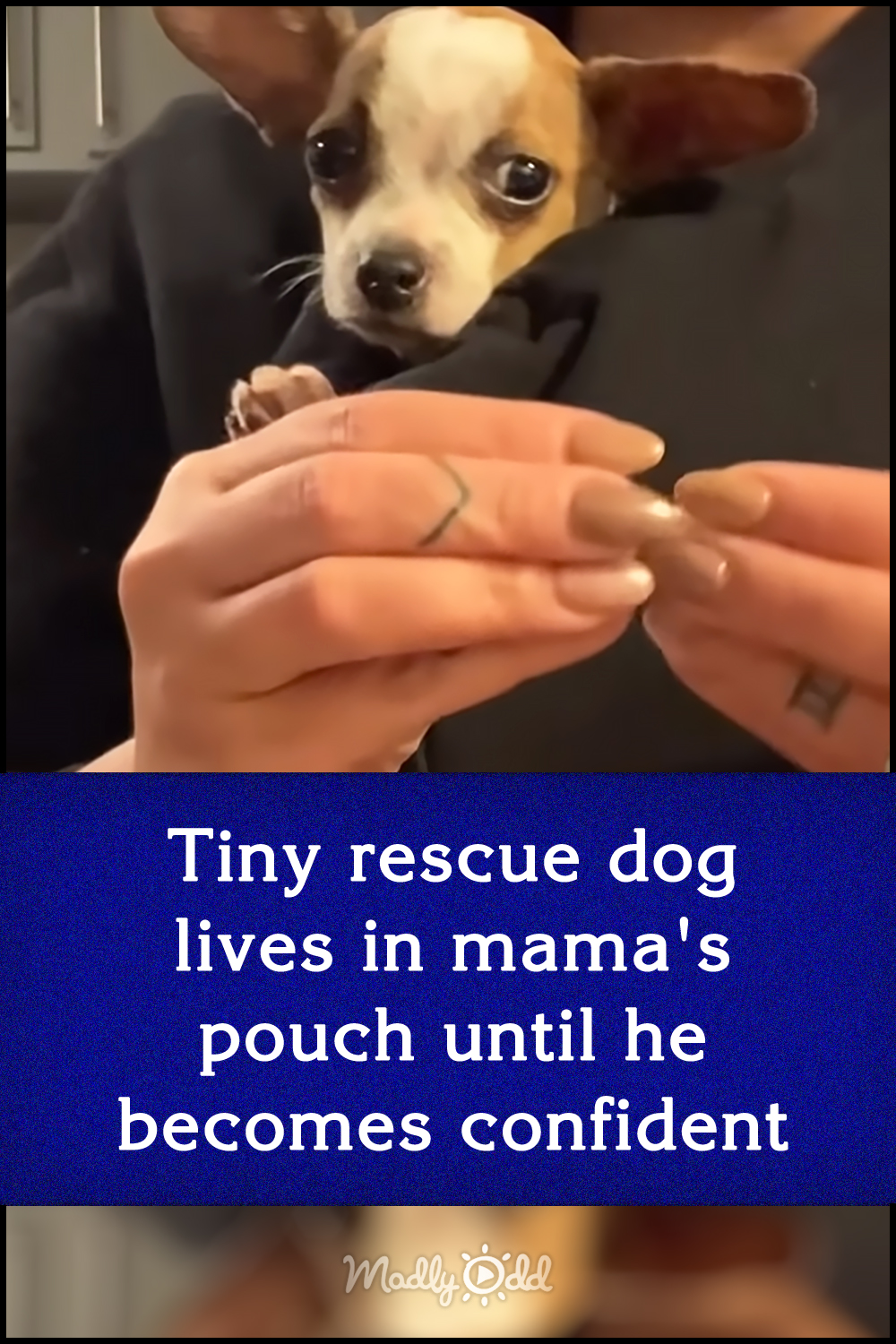 Tiny rescue dog lives in mama\'s pouch until he becomes confident