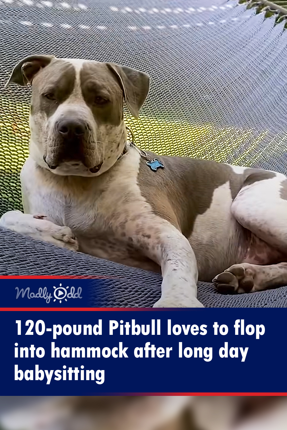 120-pound Pitbull loves to flop into hammock after long day babysitting