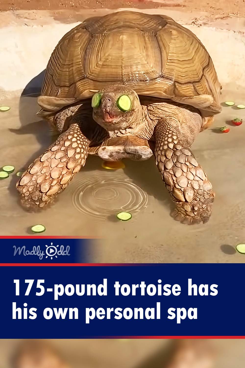 175-pound tortoise has his own personal spa